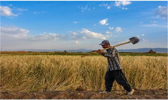 پوشش صندوق بیمه اجتماعی کشاورزان استان مرکزی 20 درصد افزایش یافت