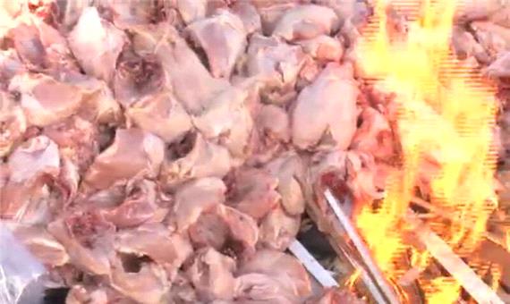 500 کیلوگرم مرغ فاسد در نوبندگان فسا معدوم شد