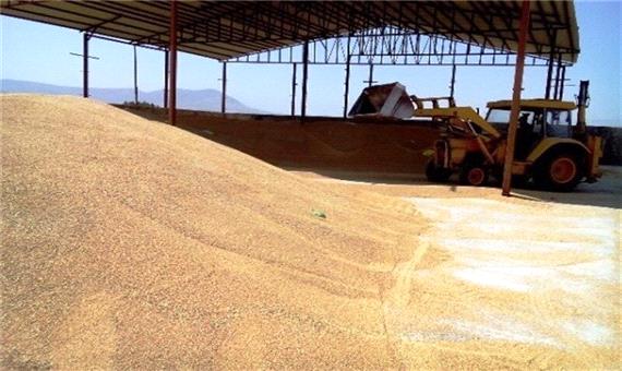 بهای 85 درصد گندم خریداری شده از کشاورزان فارس پرداخت شد