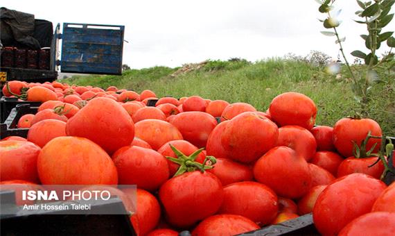 خرید حمایتی مانع از ضرر 5000 میلیارد ریالی گوجه‌کاران فارس شده است
