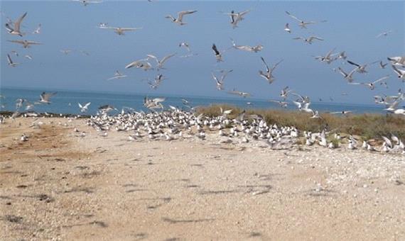 موردی از آنفلوانزای فوق حاد پرندگان در فارس گزارش نشده است