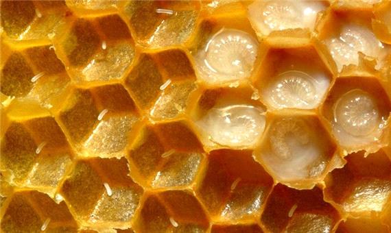 زنبوردار استهبانی 60 کیلوگرم ژل رویال تولید کرد
