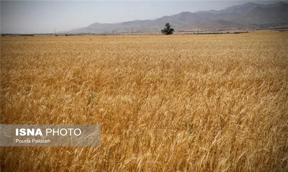 بیش از 864 هزار تن گندم در فارس خریداری شده است