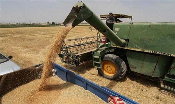 خرید گندم در لارستان 61 درصد افزایش یافت
