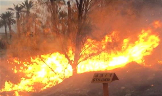 تلاش برای مهار آتش در جنگل‌های قیروکارزین فارس ادامه دارد