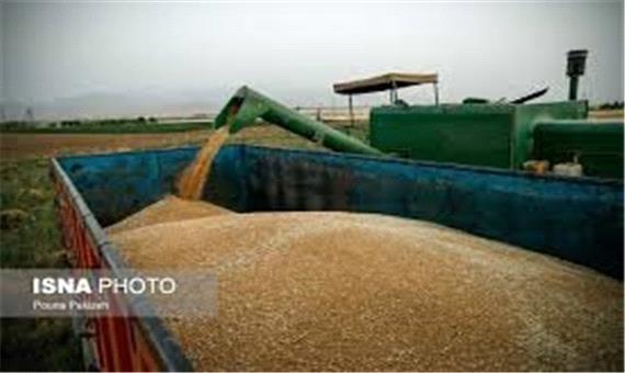 افزایش ٤٦ درصدی خرید گندم در فارس