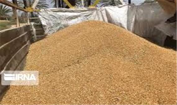پرونده خرید گندم در لارستان با 77 هزار تن بسته شد