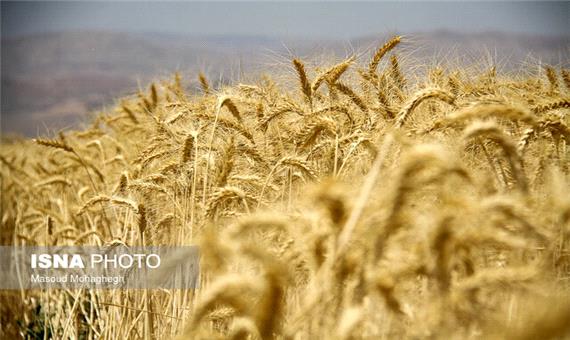 کشت قراردادی گندم دروم در فارس انجام می‌شود
