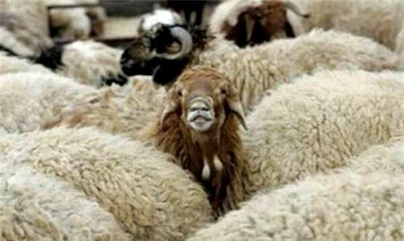 4 هزار راس گوسفند قاچاق در استان فارس کشف شد