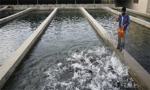 تولید سالانه 200 تن ماهی در«دهلران»/ لزوم حمایت از پرورش دهندگان