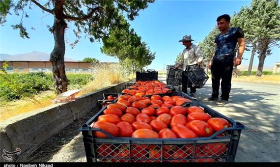 بیش از 200 هزار تن گوجه‌فرنگی استان بوشهر، بهمن ماه وارد بازار می‌شود