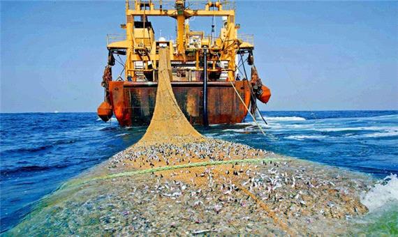 صید ترال در خلیج فارس چگونه است؟