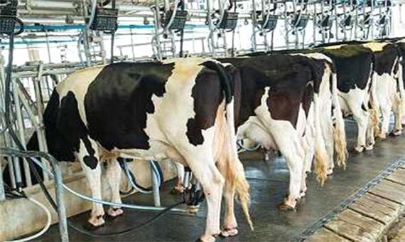 تولید سالانه 35 هزار تن شیر در شهرستان کازرون