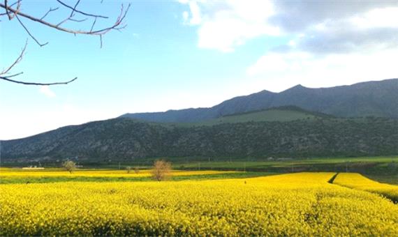 کلزاکاران آذربایجان‌غربی تا 15 بهمن ماه امسال نسبت به بیمه مزارع خود اقدام کنند