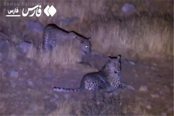 گردش شبانه 2 پلنگ ایرانی در پارک ملی بمو