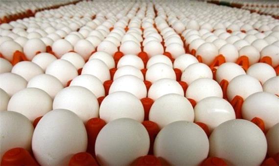 افزایش نرخ تخم مرغ در استان فارس مشخص شد