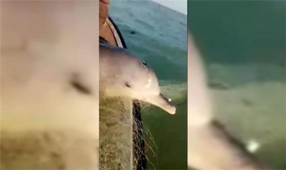 آزاد کردن یک دلفین از تور ماهیگیری توسط صیادان در خلیج فارس + فیلم