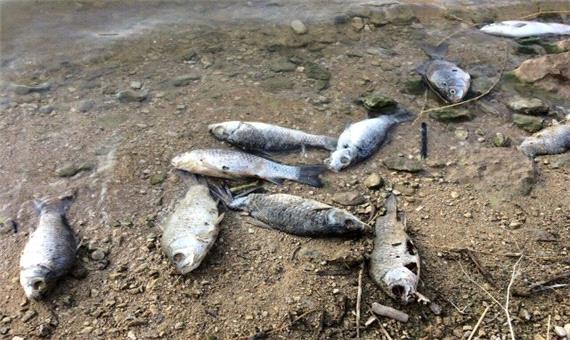 مرگ هزاران ماهی این بار در عسلویه/ بی توجهی محیط زیست به تلف شدن آبزیان خلیج فارس