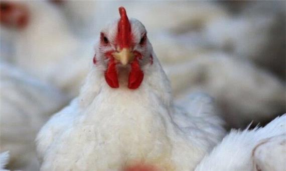 گرانی مرغ در فارس بی معنی است/ 2 میلیون قطعه جوجه ریزی مازاد