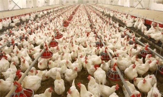 وزیر جهاد: مرغ به اندازه کافی وجود دارد/ توزیع 2 هزار تن مرغ مازاد در 2 روز