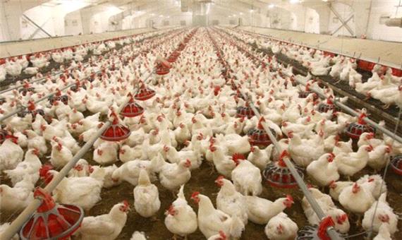 وضعیت توزیع مرغ در شب عید