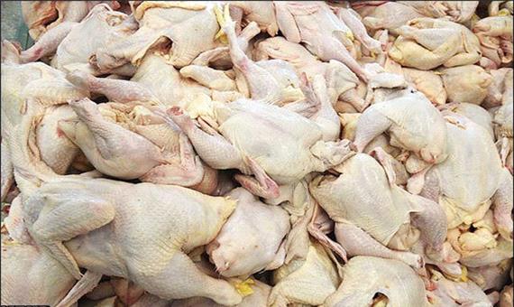 تولید 8700 تن مرغ در خرم‌بید