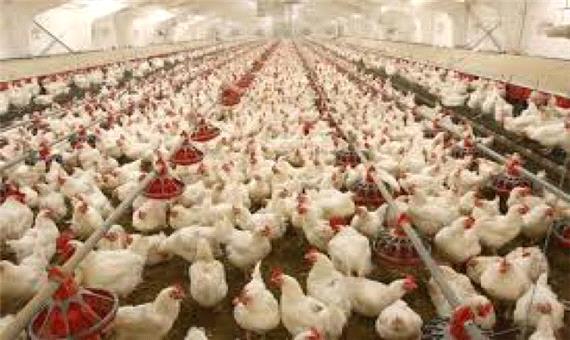 وزیر کشاورزی: مرغ به اندازه کافی وجود دارد