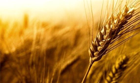 انتظار افزایش 20 درصدی تولید در مزارع گندم بنیان شیراز