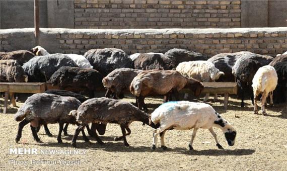 270 راس احشام قاچاق از نوع گوسفند در محور گچساران-شیراز کشف شد