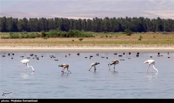 فلامینگوها در یک قدمی خطر نابودی؛ واکنش آب منطقه‌ای فارس درباره رهاسازی حقابه تالاب بختگان