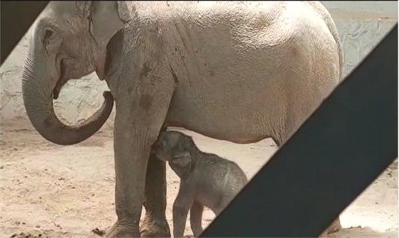 تولد اولین فیل در ایران+ فیلم