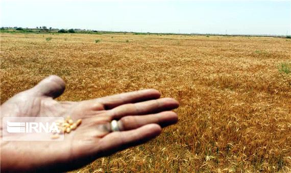 بذر اصلاح شده گندم در 340 هکتار از اراضی شهرستان اقلید کاشته شد