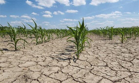 خسارت 41 هزار میلیارد ریالی خشکسالی به کشاورزی فارس