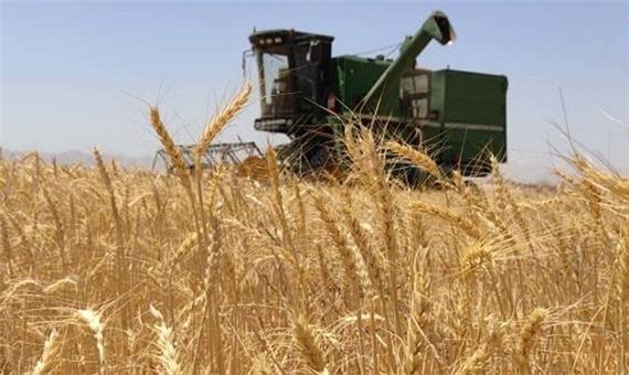 کاهش 25 درصدی حجم تولید گندم در فارس