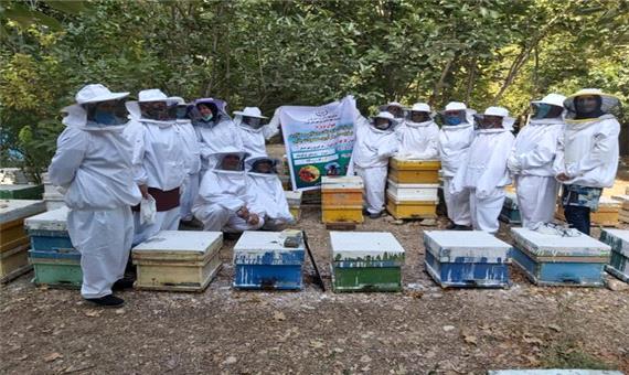 آغاز طرح توانمند سازی زنان روستایی شیراز در تولیدات زنبور عسل