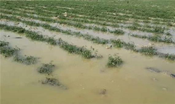 سیل 63 میلیارد ریال به بخش کشاورزی لارستان خسارت زد