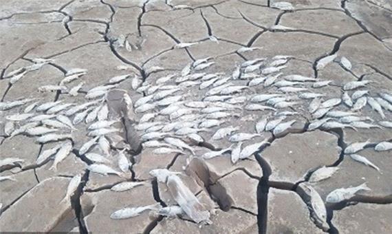 کم‌آبی در سد حاجی‌آباد زیرکوه 2 هزار بچه ماهی را تلف کرد
