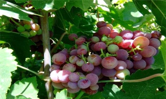 امسال 20 هزار تن انگور از تاکستان‌های شیراز برداشت می‌شود