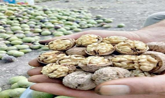 تولید نهال پیوندی گردو در شهرستان اقلید