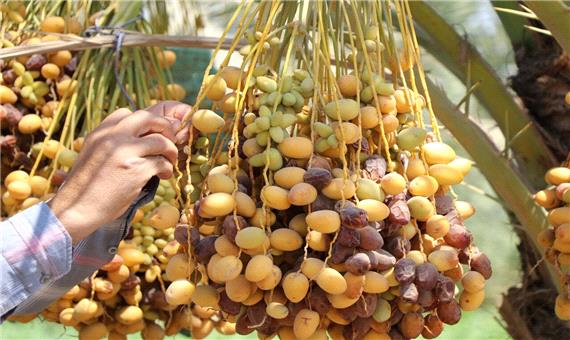 پیش‌بینی تولید هشت هزار تن خرما در داراب