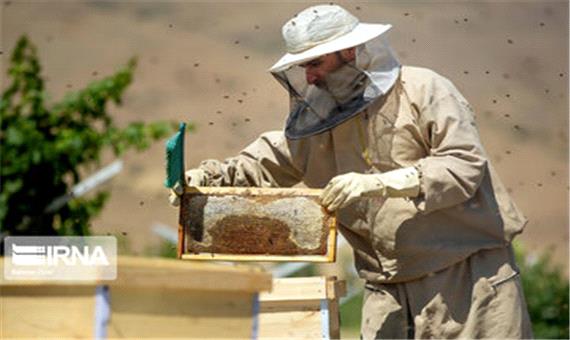 زنبورداران از مناطق سردسیر به خنج فارس کوچ کردند