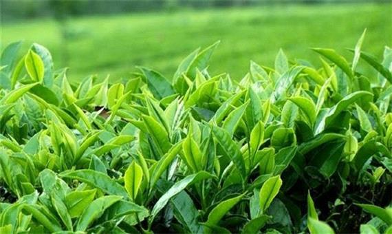 خرید تضمینی برگ سبز چای تا پایان مهر ماه