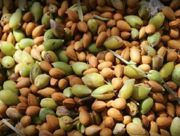 پیام فارس