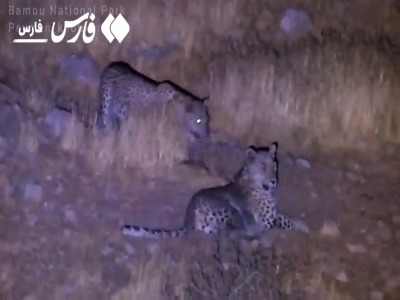 گردش شبانه ۲ پلنگ ایرانی در پارک ملی بمو