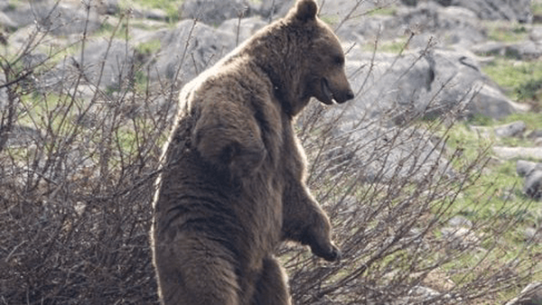 خرس قهوه‌ای در پاسارگاد سالم به زیستگاهش برگشت