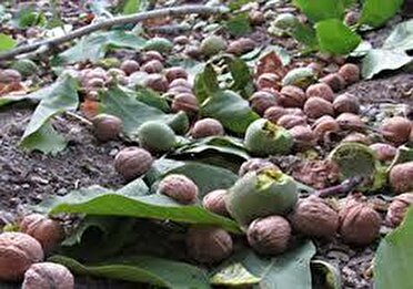 برداشت ۱۴ هزار تن گردو از باغ‌های فارس