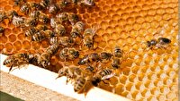 پایان سرشماری کلنی‌های زنبور عسل در ارسنجان
