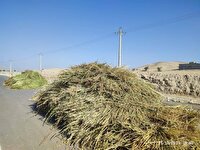 برداشت کنجد از مزارع شهرستان کازرون