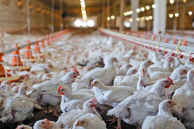 ادعای مقام صنفی: اقدامات اخیر دولت باعث واردات گسترده مرغ در ماه‌های آینده خواهد شد