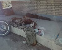 شکارچی غیر مجاز در دام پلیس بوانات